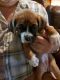Boxer Puppies for sale in Lake Bistineau Park, Louisiana 71023, USA. price: NA