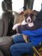 Boxer Puppies for sale in Rupert, ID 83350, USA. price: NA