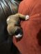 Boxer Puppies for sale in 1106 Wayland Dr, Arlington, TX 76012, USA. price: NA