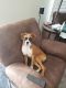 Boxer Puppies for sale in Osceola, IN 46561, USA. price: NA