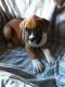 Boxer Puppies for sale in Chicago, IL, USA. price: NA
