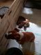 Boxer Puppies for sale in Michigan - Martin, Detroit, MI 48210, USA. price: $600