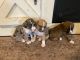 Boxer Puppies for sale in New Lexington, OH 43764, USA. price: NA