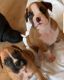 Boxer Puppies for sale in Temecula, CA, USA. price: NA