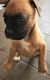 Boxer Puppies for sale in Glasgow, KY 42141, USA. price: NA