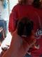 Boxer Puppies for sale in New Boston, TX 75570, USA. price: NA