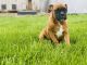 Boxer Puppies for sale in Ligonier, IN 46767, USA. price: $1,000