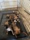 Boxer Puppies for sale in 13838 N 148th Ave, Surprise, AZ 85379, USA. price: NA