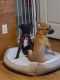 Boxer Puppies for sale in Ocala, FL, USA. price: NA
