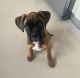 Boxer Puppies for sale in New York, West Covina, CA 91792, USA. price: NA