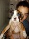 Boxer Puppies for sale in 141 Harold Murphy Dr, Madison, AL 35756, USA. price: NA