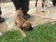 Boxer Puppies for sale in 583 Skeenah Gap Rd, Suches, GA 30572, USA. price: NA