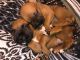 Boxer Puppies for sale in Alabaster, AL, USA. price: NA