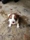 Boxer Puppies for sale in Ellijay, GA 30540, USA. price: NA