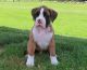 Boxer Puppies for sale in New York, NY 10033, USA. price: NA