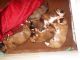 Boxer Puppies for sale in Orlando, FL, USA. price: NA