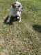 Boxer Puppies for sale in Guyton, GA 31312, USA. price: $100