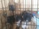 Boxer Puppies for sale in Malden, MO 63863, USA. price: NA