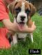 Boxer Puppies for sale in Topeka, IN 46571, USA. price: $1,250