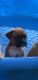 Boxer Puppies for sale in Halfway, KY 42164, USA. price: NA