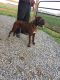 Boxer Puppies for sale in Gordonville, PA 17529, USA. price: NA