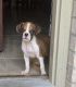 Boxer Puppies for sale in San Antonio, TX 78254, USA. price: $700