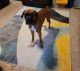 Boxer Puppies for sale in Dacula, GA 30019, USA. price: NA