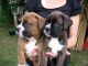 Boxer Puppies for sale in Lower Merion Township, PA 19083, USA. price: NA