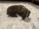 Boxer Puppies for sale in Greenfield, IL 62044, USA. price: NA