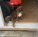 Boxer Puppies for sale in Windsor, KY 42565, USA. price: $1,000