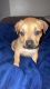 Boxer Puppies for sale in Houston, TX 77009, USA. price: $200