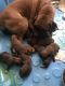 Boxer Puppies for sale in E Owens, Show Low, AZ 85901, USA. price: $600