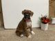 Boxer Puppies for sale in Los Angeles, CA, USA. price: $700