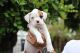 Boxer Puppies for sale in Dana Point, CA, USA. price: NA