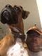 Boxer Puppies for sale in Odenville, AL 35120, USA. price: NA