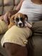 Boxer Puppies for sale in Coral Springs, FL, USA. price: NA