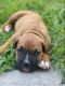Boxer Puppies for sale in Redlands, CA, USA. price: NA