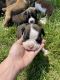 Boxer Puppies for sale in Farmer City, IL 61842, USA. price: $700