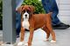 Boxer Puppies for sale in Miami, FL, USA. price: NA