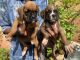 Boxer Puppies for sale in Bengaluru, Karnataka, India. price: 30000 INR
