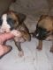 Boxer Puppies for sale in Winston-Salem, NC, USA. price: NA
