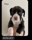 Boxer Puppies for sale in St. Augustine, FL 32092, USA. price: $500