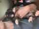Boxer Puppies for sale in Bardstown, KY 40004, USA. price: $650
