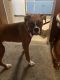 Boxer Puppies for sale in Olathe, KS, USA. price: $300