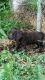 Boykin Spaniel Puppies for sale in Preston Hollow, NY 12469, USA. price: NA