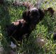 Boykin Spaniel Puppies for sale in London, KY, USA. price: NA