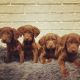 Boykin Spaniel Puppies for sale in Gaston, SC 29053, USA. price: $1,100