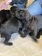 Boykin Spaniel Puppies for sale in Larchwood, IA 51241, USA. price: NA