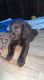 Boykin Spaniel Puppies for sale in Titusville, FL 32780, USA. price: $1,500