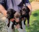 Boykin Spaniel Puppies for sale in Aiken, SC, USA. price: $600